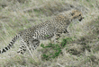 cheetah cub climbing up grassy mound to be with its mother