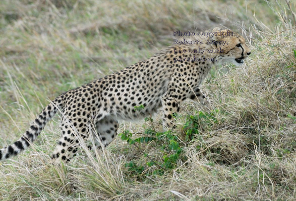 cheetah cub climbing up grassy mound to be with its mother