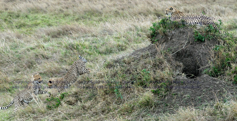 cheetah cubs starting to play as their mother lies on grassy mound and watches