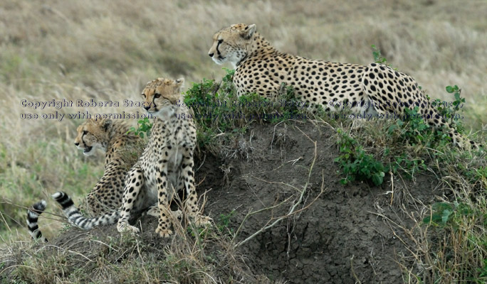 two cheetah cubs and their mother on grassy mound