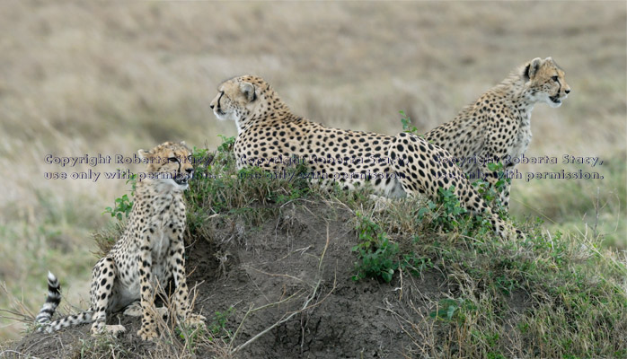 cheetah and her two cubs