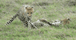 cheetah  cubs