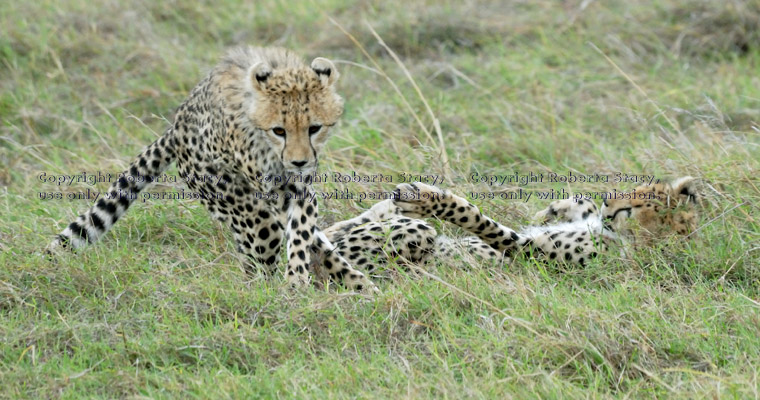 cheetah  cubs