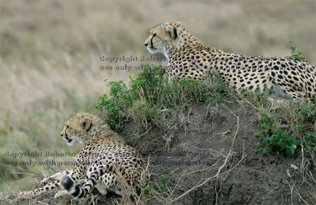 cheetah cub and its mother