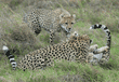 cheetah approaching her playing cubs