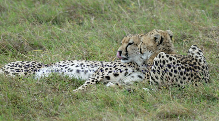 mother cheetah and one of her cubs