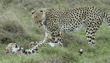 mother cheetah standing over her two cubs