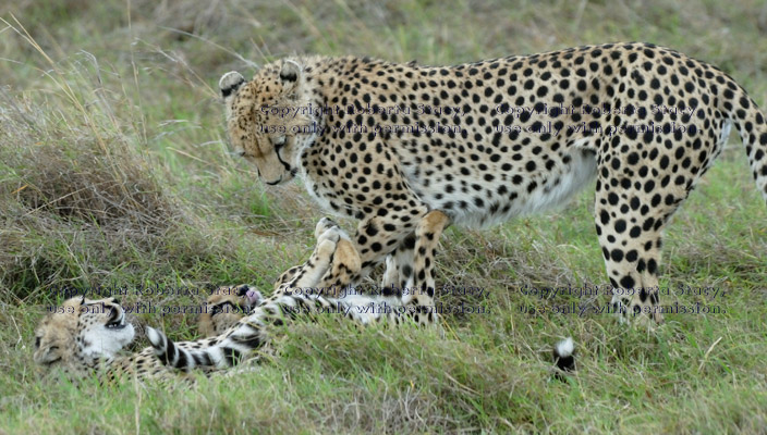 mother cheetah standing over her two cubs