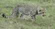 cheetah cub sneaking up on its littermate