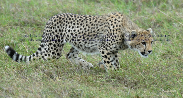 cheetah cub sneaking up on its littermate