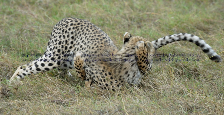 cheetah cubs play-fighting