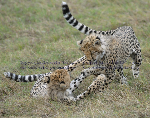 two cheetah cubs play-fighting