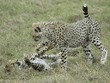 cheetah cubs playing