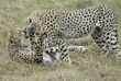 playing cheetah cubs