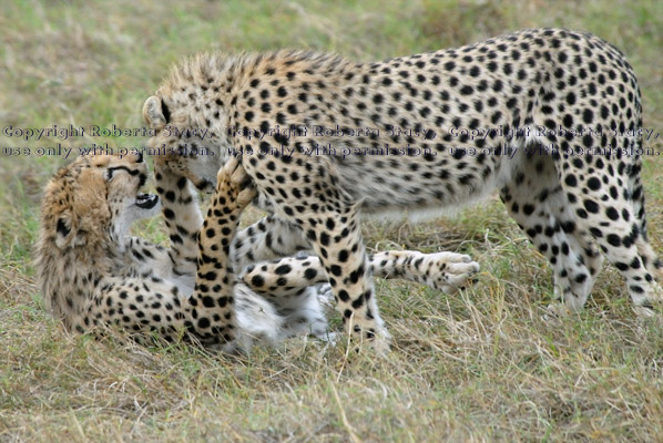 playing cheetah cubs