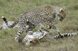 cheetah cubs at play, with resting mom in background