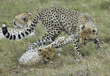 cheetah cubs playing, with mom in background