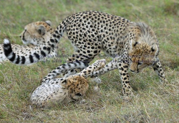 cheetah cubs playing, with mom in background