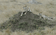 cheetah mother and cub resting on dirt mound