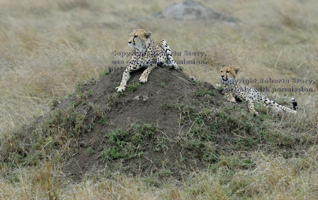 cheetah mother and cub resting on dirt mound