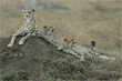 cheetah mother and her two cubs resting on dirt mound