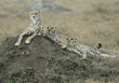 cheetah mother lying on dirt mound wth her two cubs