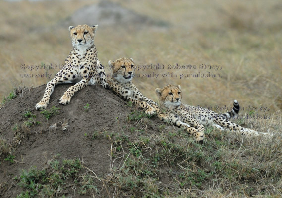 cheetah mother lying on dirt mound wth her two cubs