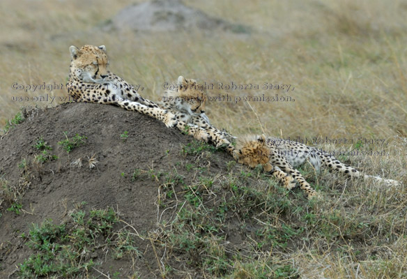 sleeping cheetah mother and cubs