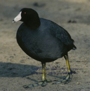 American coot