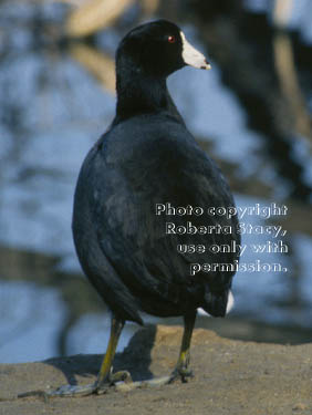 American coot