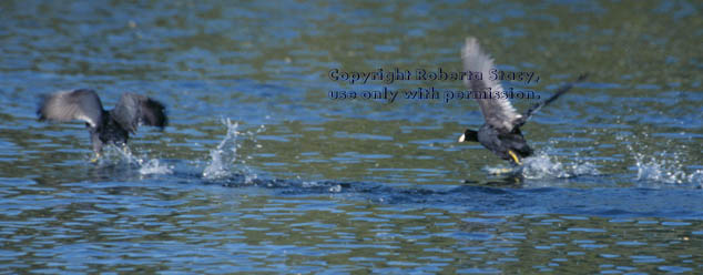 American coots