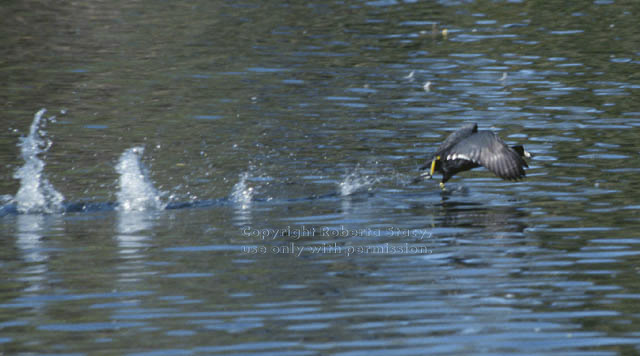 American coot