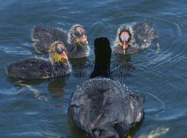 American coot & chicks