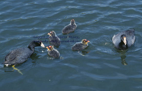 American coots & chicks