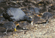 American coot & chicks