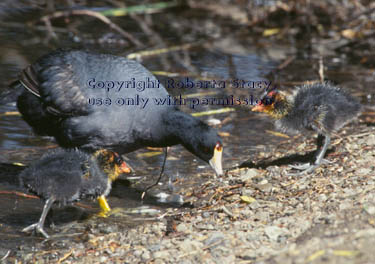 American coot & chicks