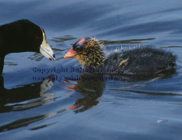 American coot & chick