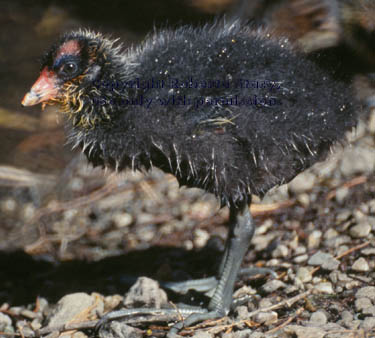 American coot chick