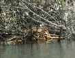 American coot in nest