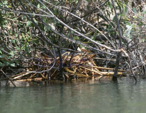 American coot in nest