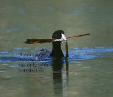 American coot 