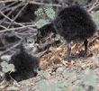 American coot chicks