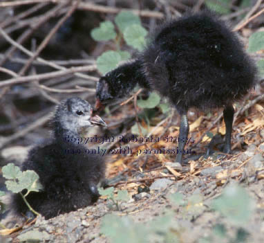 American coot chicks