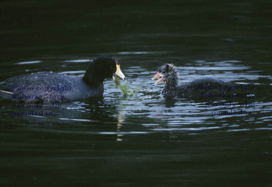 American coot & chick