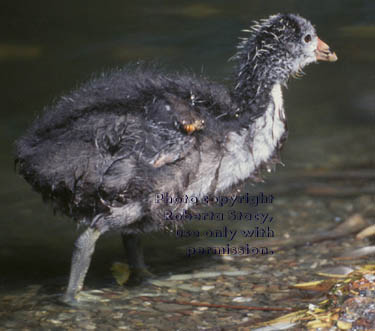 American coot chick