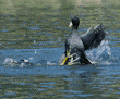 American coots