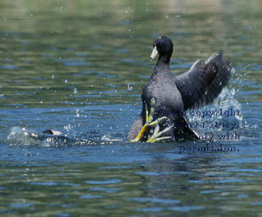 American coots