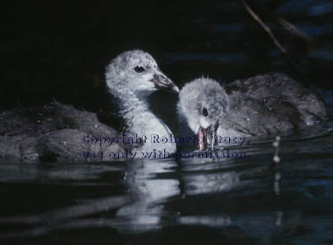 American coot chicks