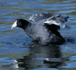 American coot