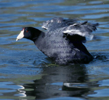 American coot